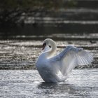 Swan stretches wings on lake — Stock Photo