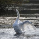 Cisne estira alas en el lago - foto de stock