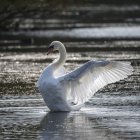 Лебедь простирает крылья на озере — стоковое фото