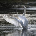 Лебедь простирает крылья на озере — стоковое фото