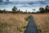 Stormy sky over wetlands with boardwalk path — Stock Photo