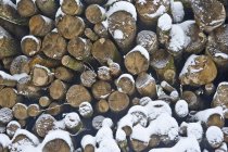 Gestapelte Brennholzstämme — Stockfoto