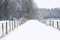 Bonito inverno floresta neve cena — Fotografia de Stock