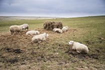 Ovelhas na paisagem da fazenda no dia ensolarado — Fotografia de Stock