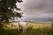 Moutons dans le paysage sur la journée orageuse d'été — Photo de stock