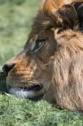 Портрет спящего африканского атласного льва — стоковое фото