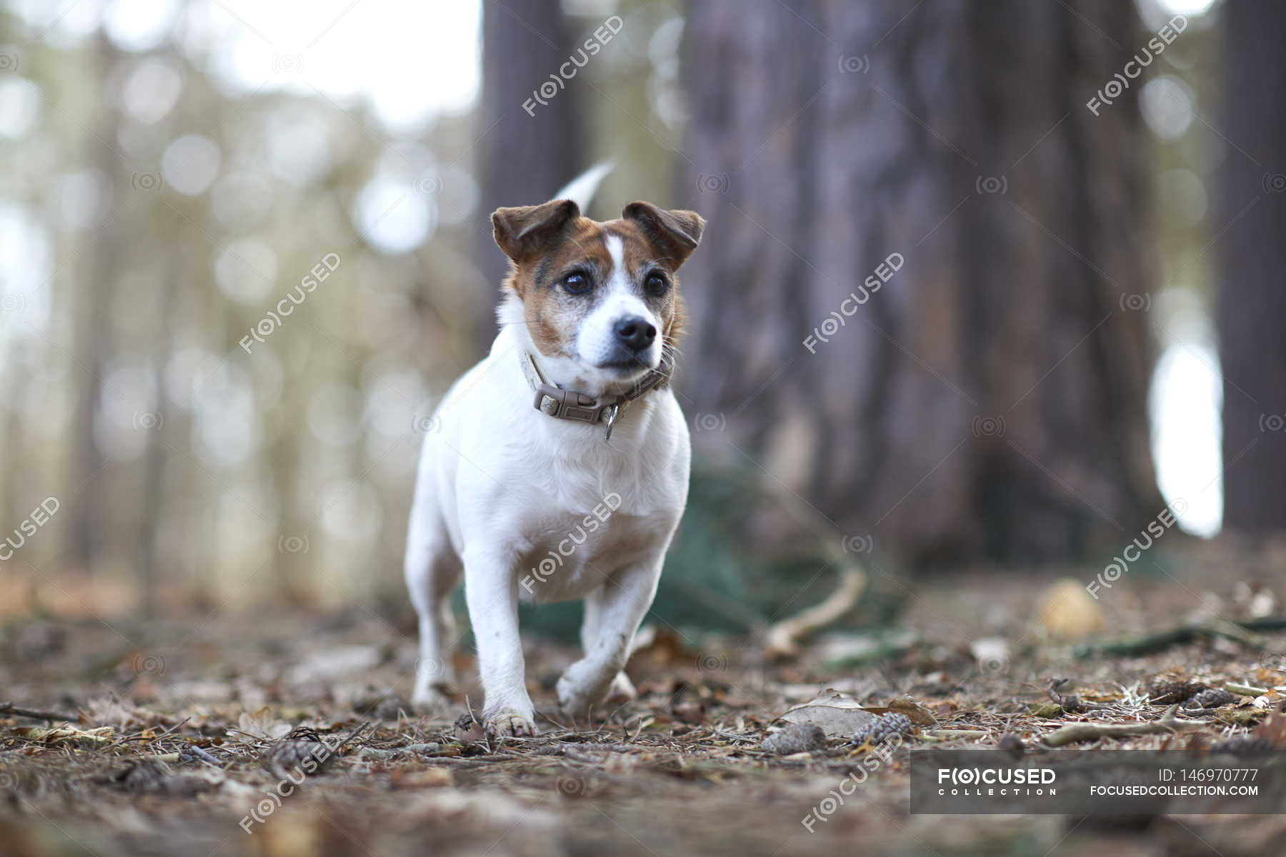 How Many Walks A Day Does A Jack Russell Need