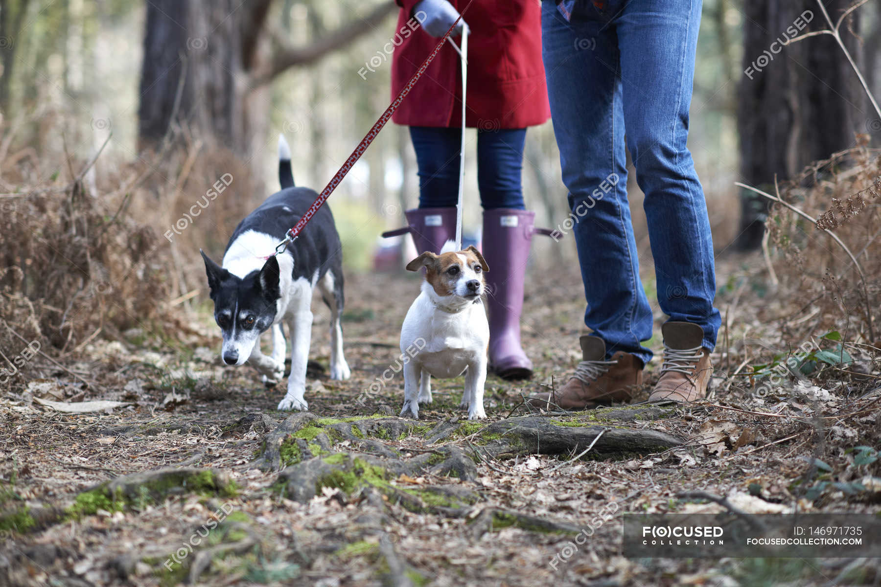 Couple walk two dogs — domestic animals, animals themes Stock Photo