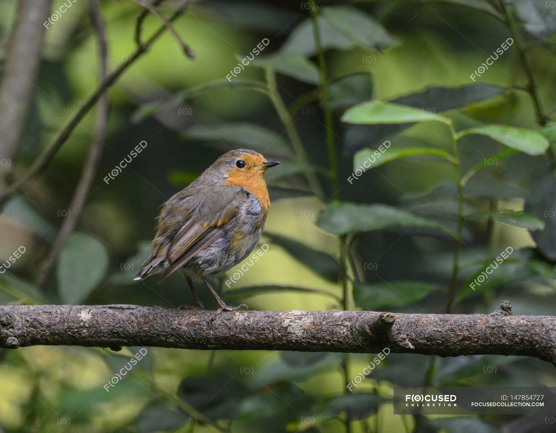 Bird perched in tree — robin, color Stock Photo 147854727