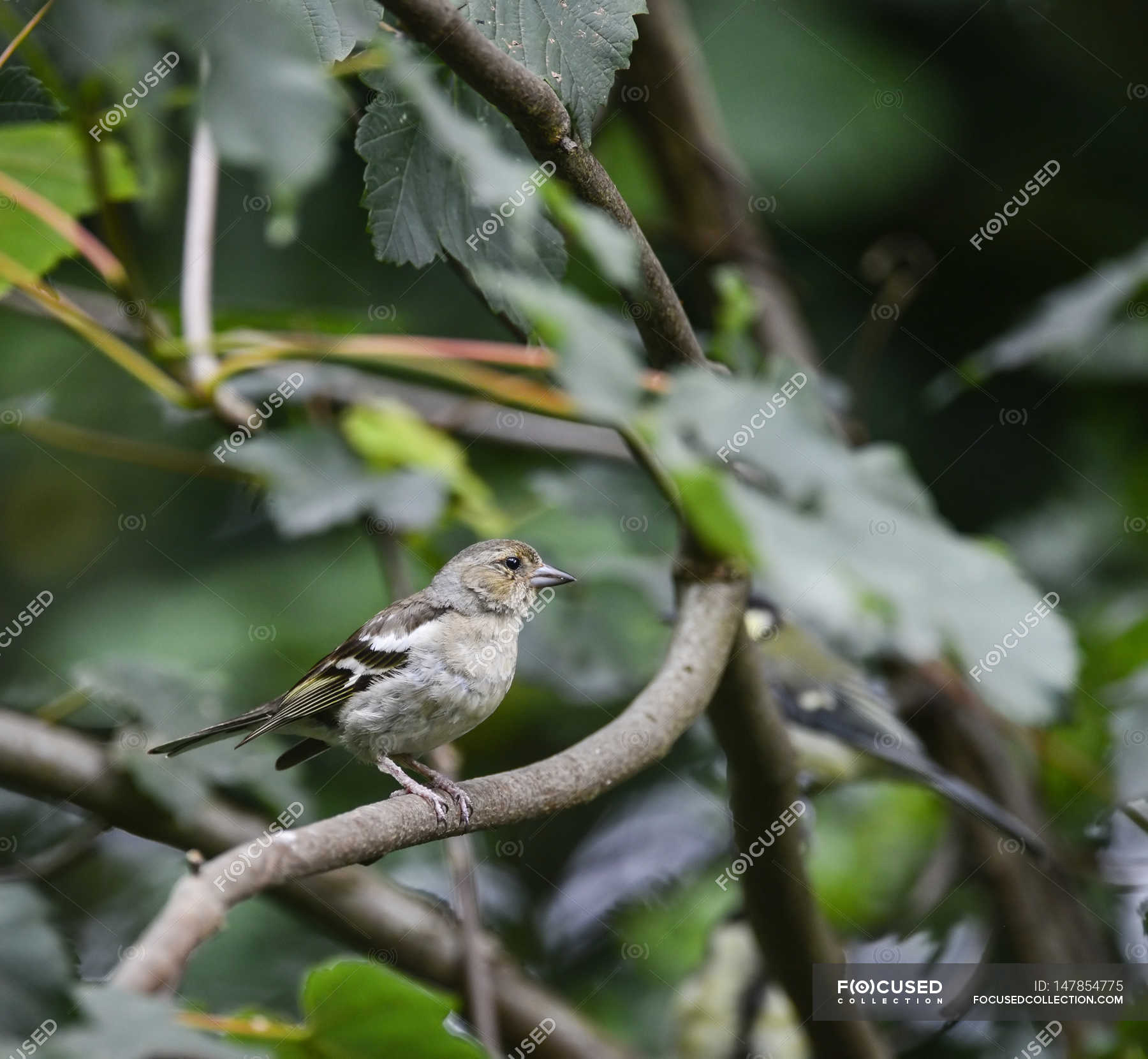 Bird perched in tree — nature, female Stock Photo 147854775