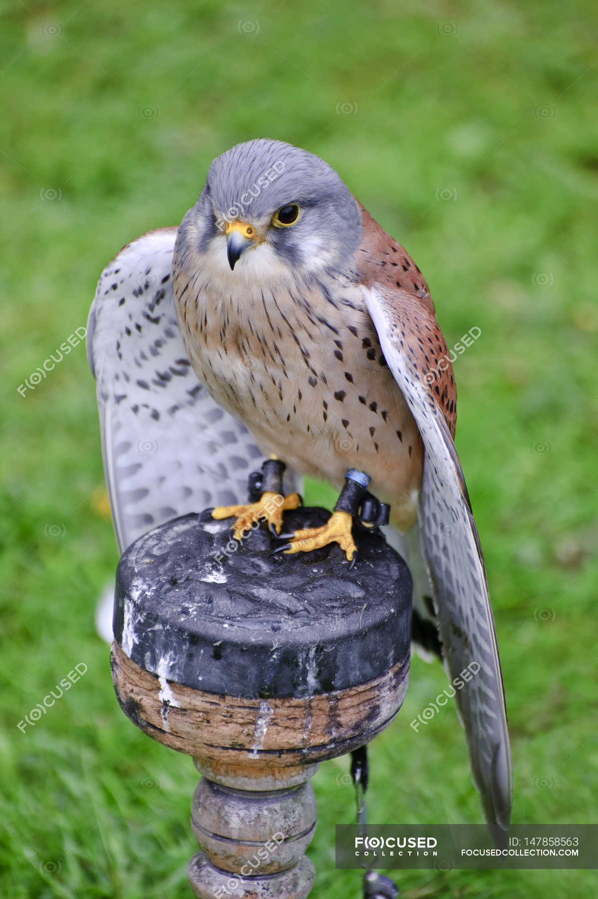 Male common kestrel — colours, plumage - Stock Photo | #147858563