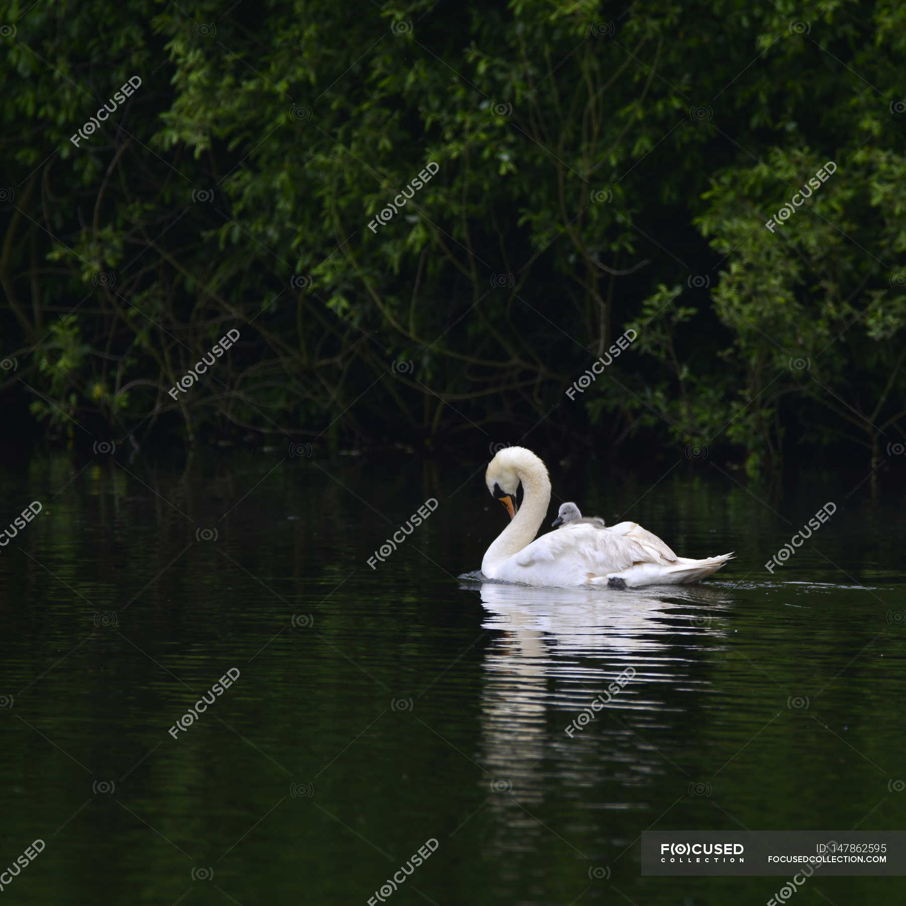 Swan with on back — pond, seasonal Stock Photo 147862595