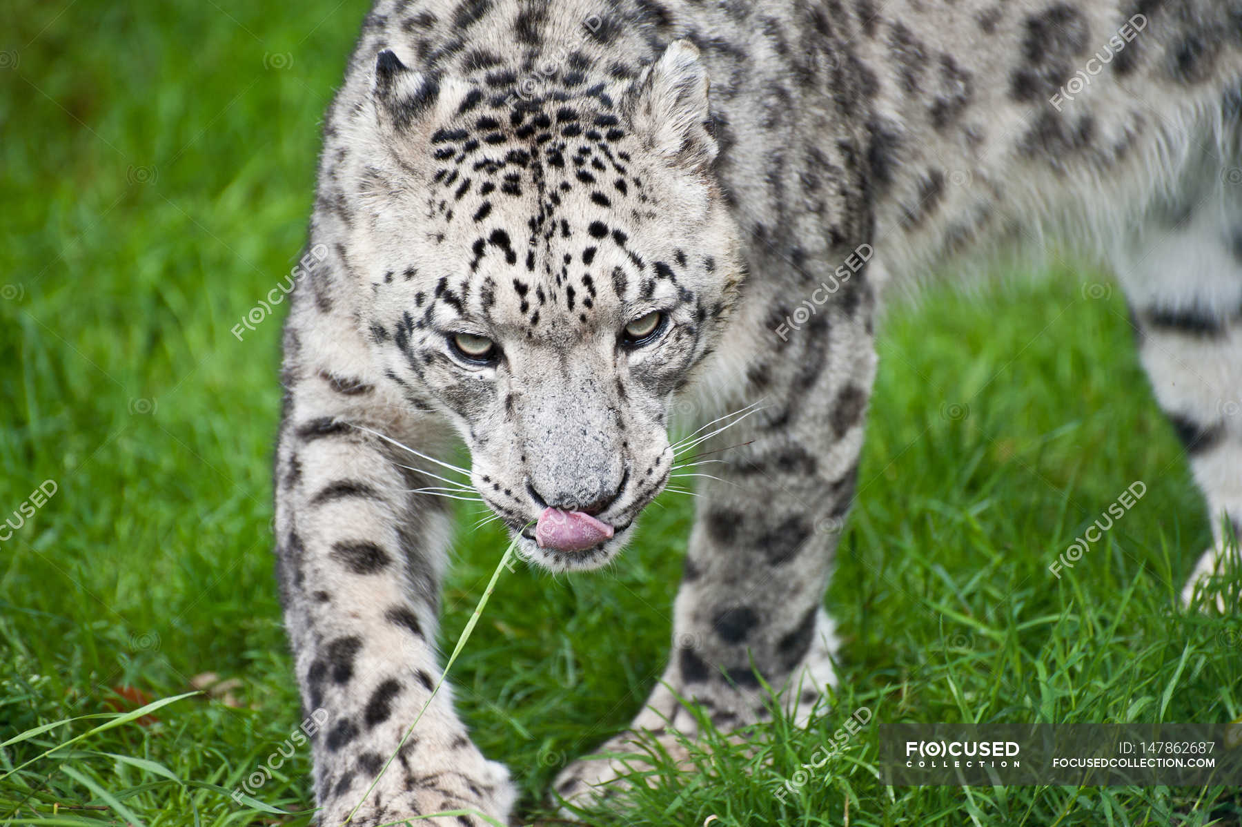 Snow Leopard Panthera in captivity — threatened, big - Stock Photo