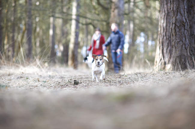 Coppia a piedi due cani nel bosco — Foto stock