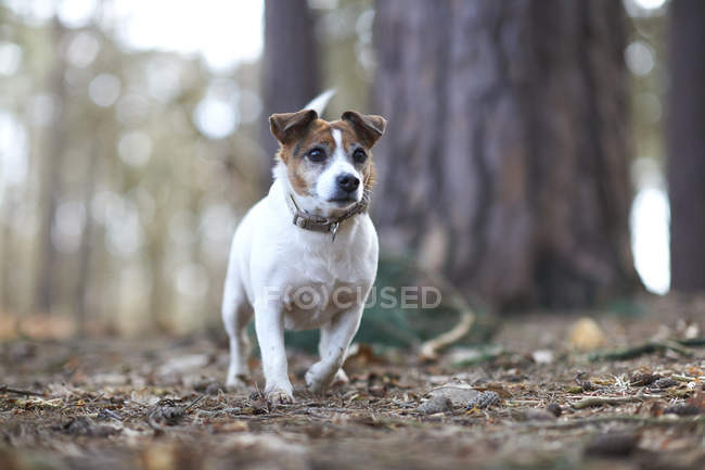 Jack Russell Terrier auf Spaziergang — Stockfoto