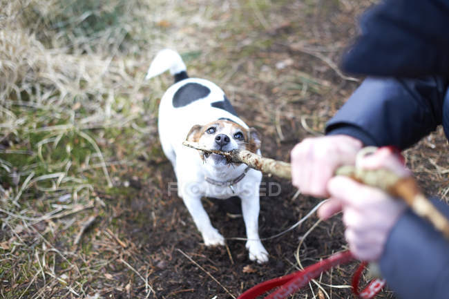Jack Russell Terrier spielt mit Stock — Stockfoto