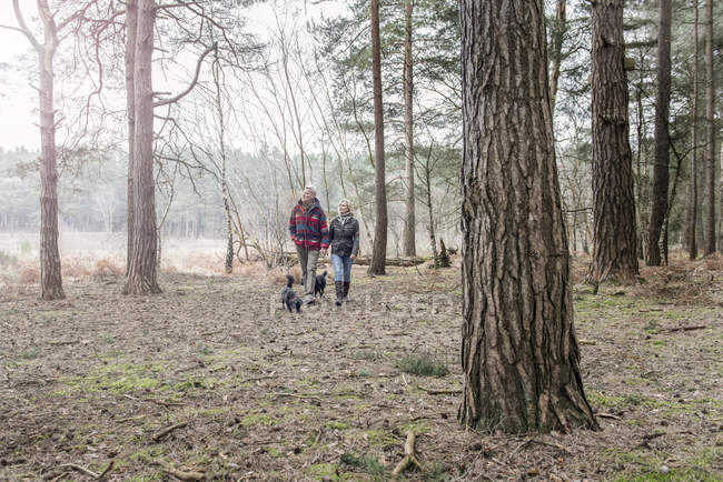 Senior couple enjoying walk with dogs — Stock Photo