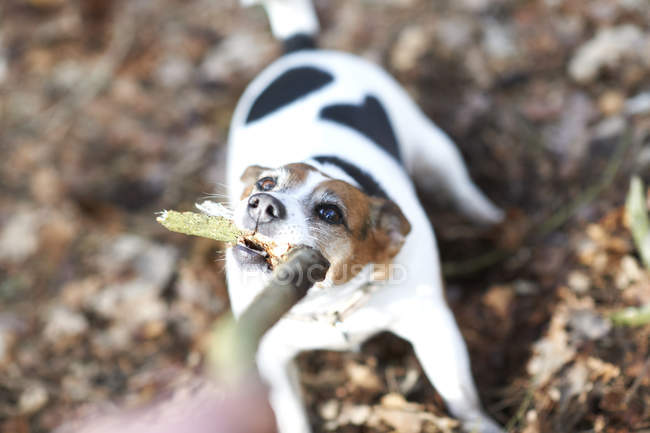 Jack russell terrier plays with stick — Stock Photo