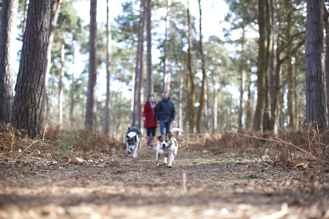 Pareja paseo con perros en bosque - foto de stock