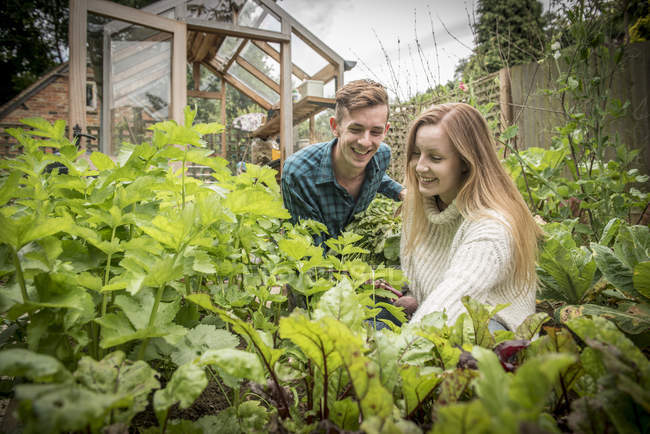 Gardeners work in vegetables garden — Stock Photo