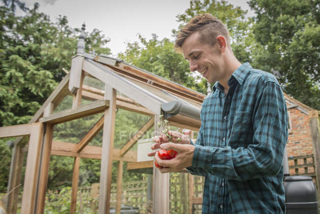 Giardiniere maschio con pomodori in mano — Foto stock