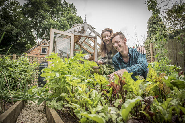 Gardeners work in vegetables garden — Stock Photo