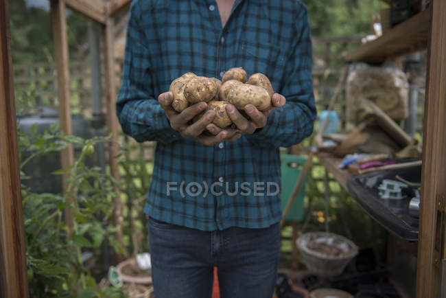 Jardineiro segurando batatas em mãos — Fotografia de Stock