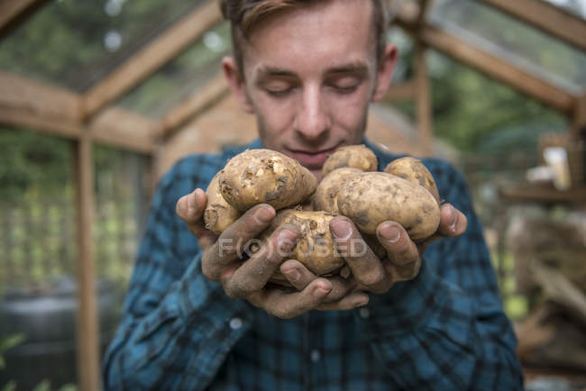 Jardinier tenant des pommes de terre dans les mains — Photo de stock