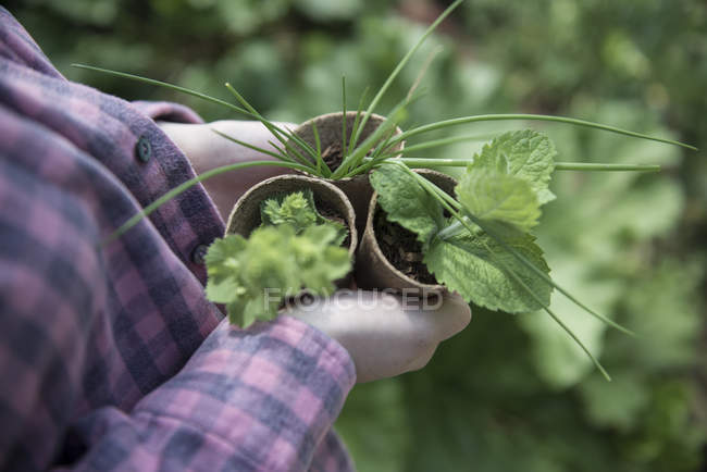 Gärtner hält Pflanzen in Töpfen — Stockfoto