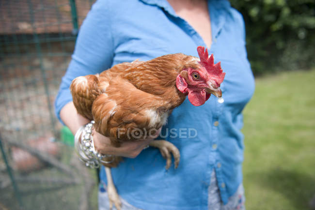 Mujer sosteniendo pollo - foto de stock