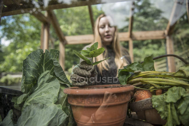 Садовник, работающий в теплице — стоковое фото