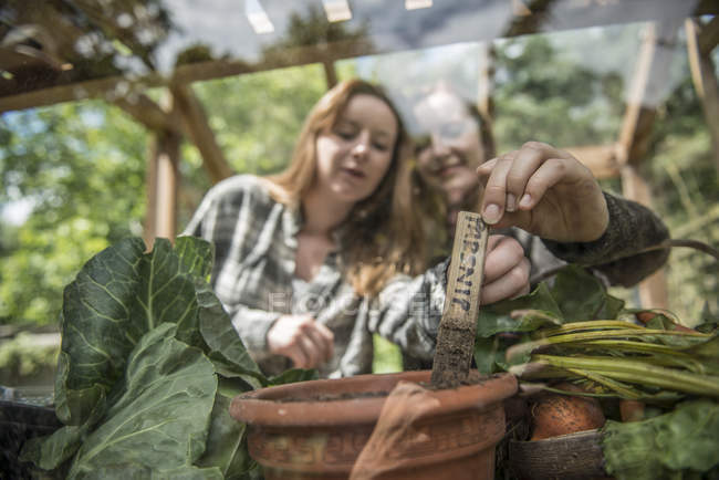 Jardineros trabajando en invernadero - foto de stock