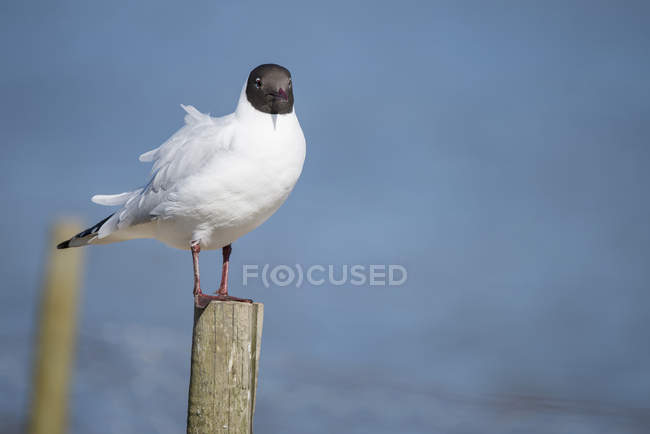 Bela gaivota mediterrânea — Fotografia de Stock