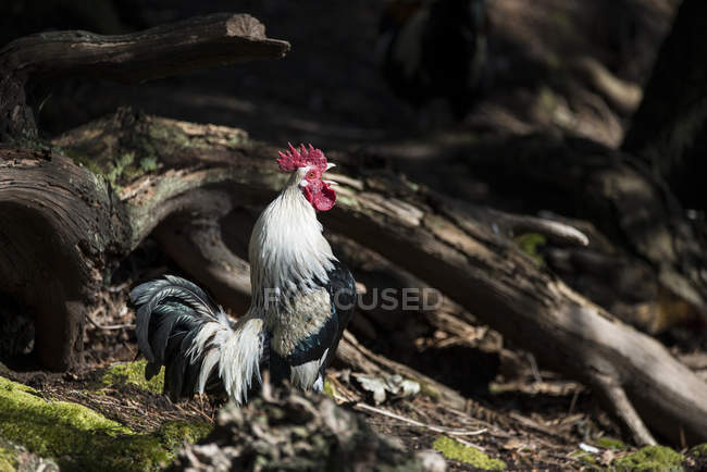 Beautiful rooster cockerel — Stock Photo