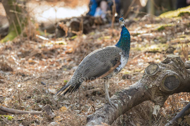 Beautiful peahen roosting — Stock Photo