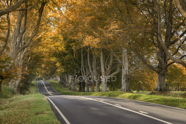 Carretera de paisaje en el campo forestal - foto de stock