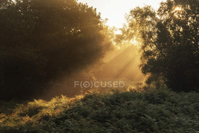 Paisagem do nascer do sol em neblina New Forest — Fotografia de Stock