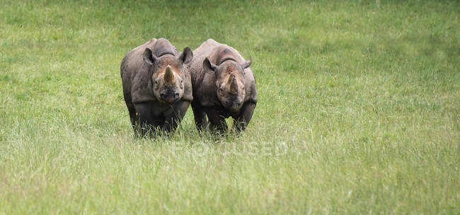Носороги, що працюють в полоні — стокове фото