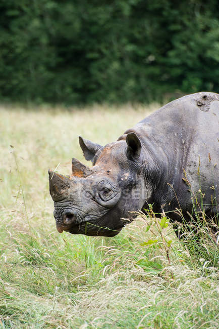 Black rhinoceros on green meadow — Stock Photo