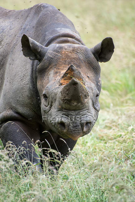 Rinoceronte negro en pradera verde - foto de stock