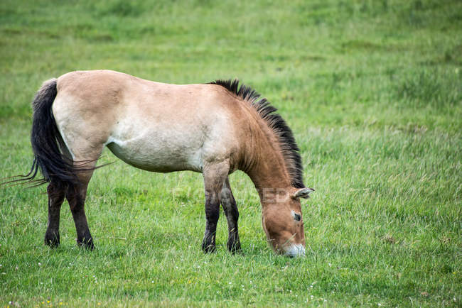 Пржевальская лошадь на зеленом лугу — стоковое фото