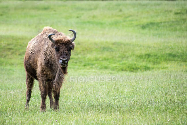 Bisonte europeo en el prado verde - foto de stock