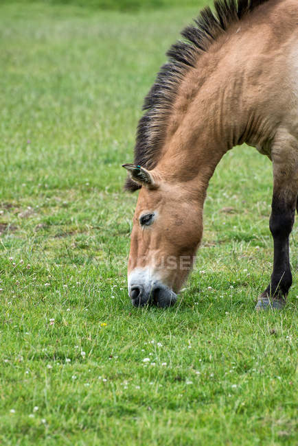 Cheval Przewalski sur prairie verte — Photo de stock
