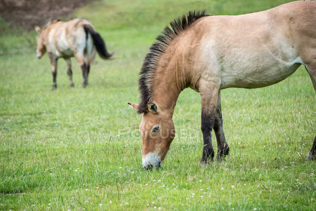 Пржевальские лошади на зеленом лугу — стоковое фото