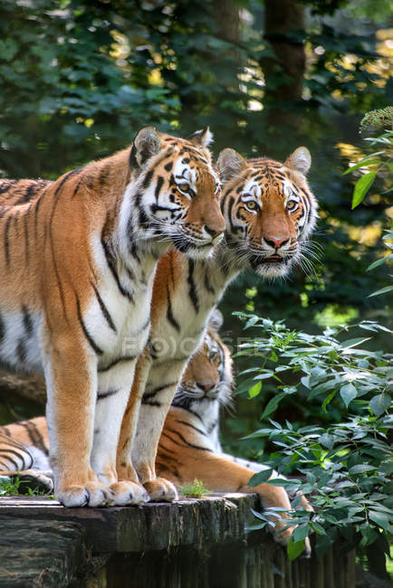 Tigres de Bengala en peligro de extinción - foto de stock