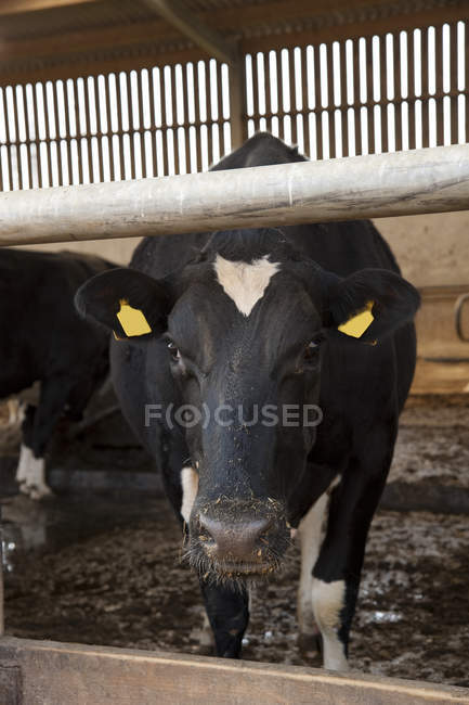 Vacas em galpão de ordenha — Fotografia de Stock