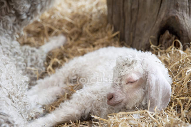 Lamb sleeping in straw in farmyard — Stock Photo