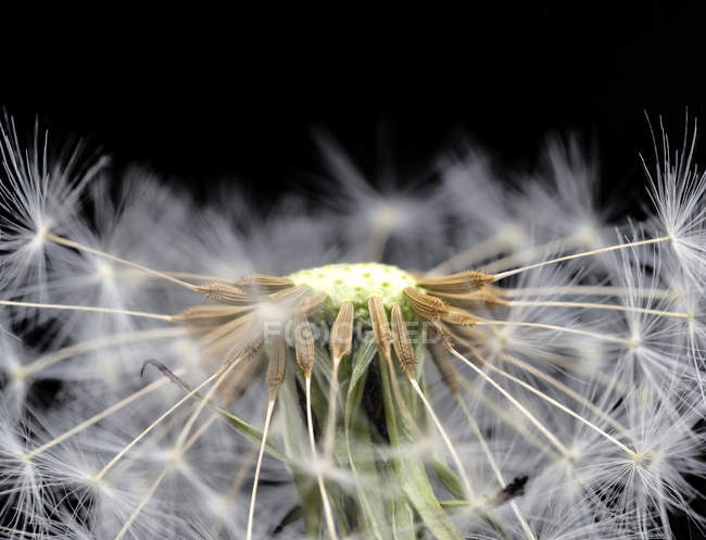 Testa di semi di tarassaco — Foto stock