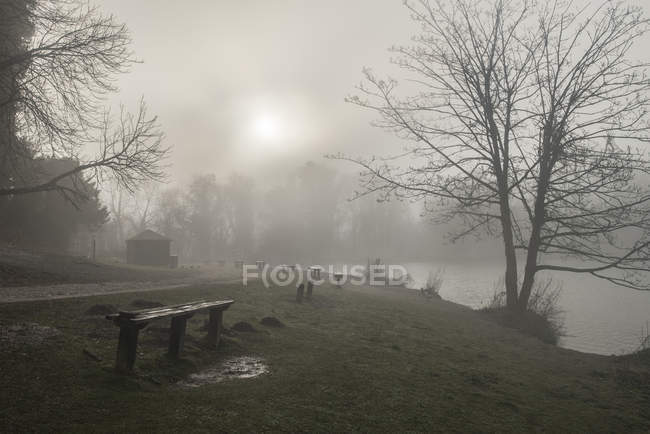 Dramático bosque nebuloso malhumorado - foto de stock