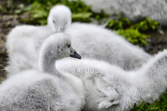 Black necked swans — Stock Photo